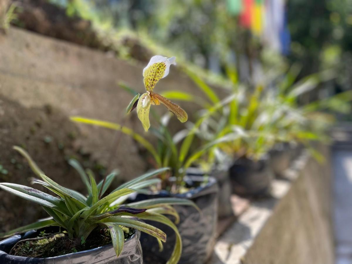 Khimsha Homestay Pelling Ngoại thất bức ảnh